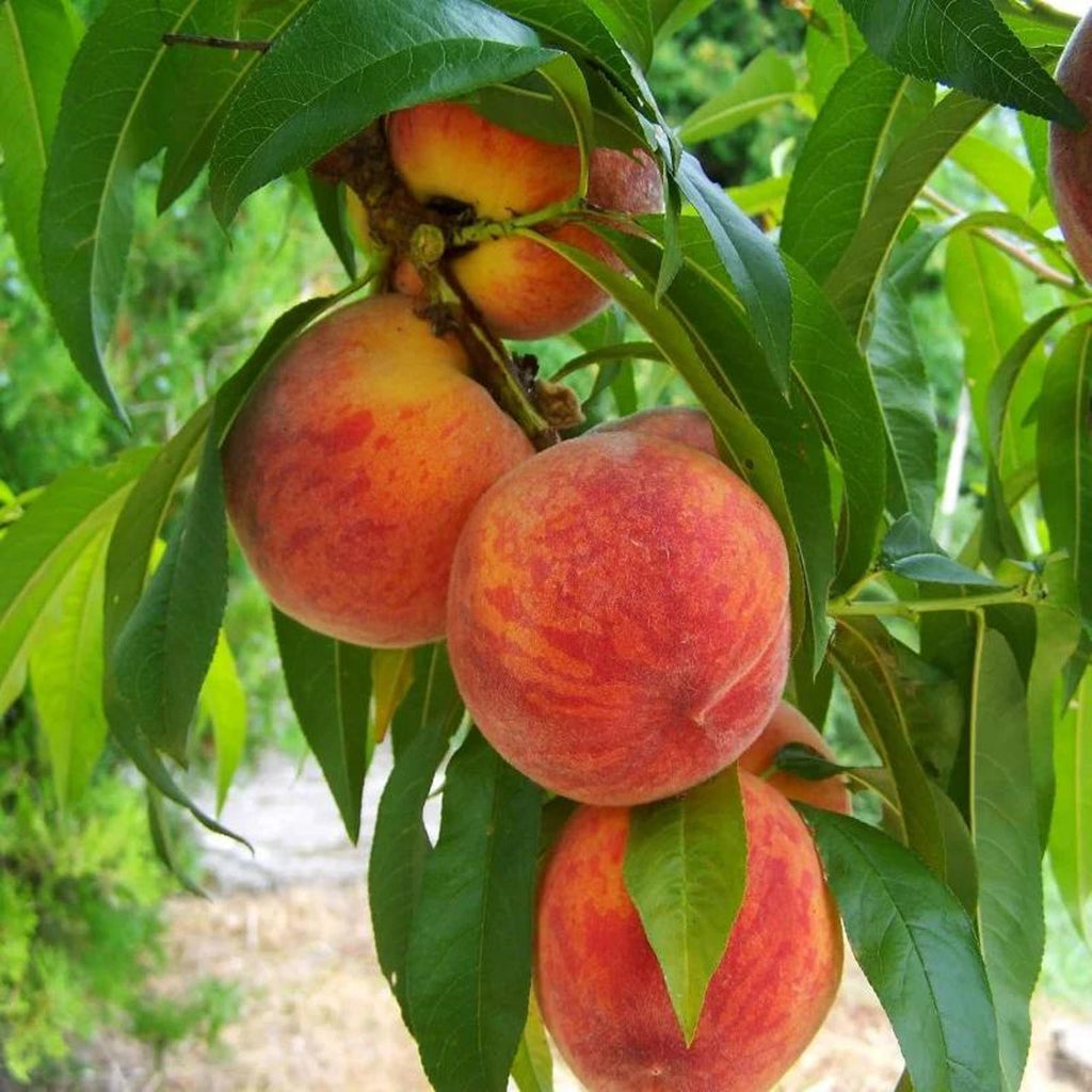 79 Pieces Dwarf Peach Tree Seeds Open-Pollinated Non-GMO Heirloom Non-GMO Fruit Seeds for Home Container Garden Planting Fresh Eating Rare Delicious Peaches