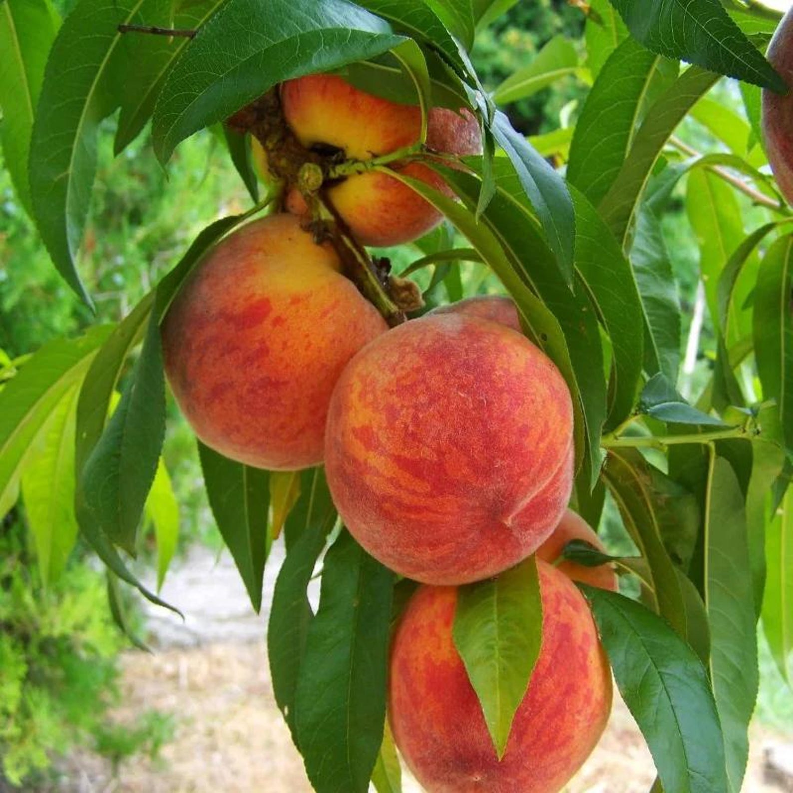 79 Pieces Dwarf Peach Tree Seeds Open-Pollinated Non-GMO Heirloom Non-GMO Fruit Seeds for Home Container Garden Planting Fresh Eating Rare Delicious Peaches