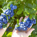 210 Pieces Rare Blueberry Seeds Fast Growing High Yield Drought Tolerant Perennial Organic Non-GMO Fruit Seeds Easy to Grow for Indoor Outdoor Home Garden