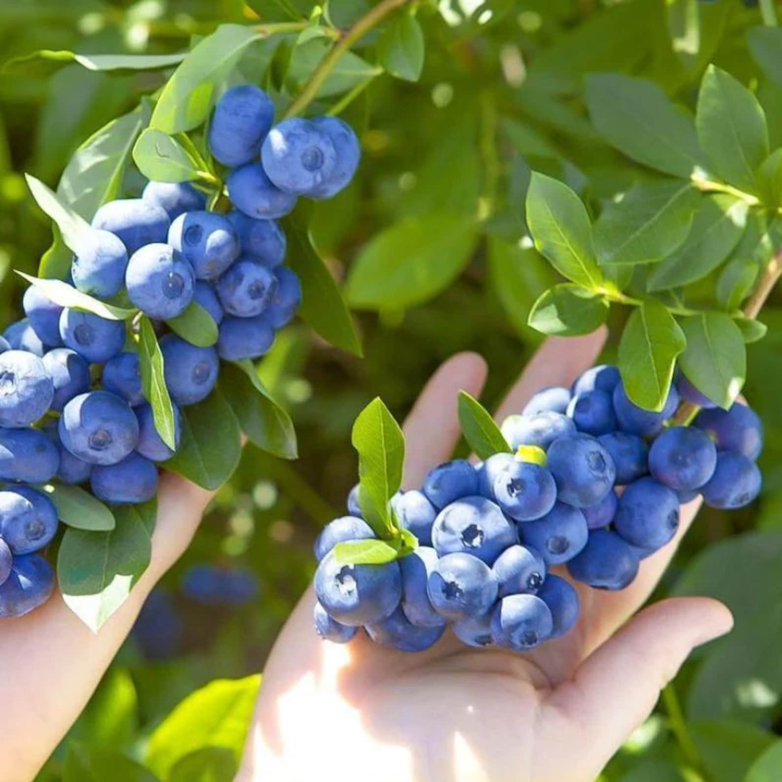 210 Pieces Rare Blueberry Seeds Fast Growing High Yield Drought Tolerant Perennial Organic Non-GMO Fruit Seeds Easy to Grow for Indoor Outdoor Home Garden