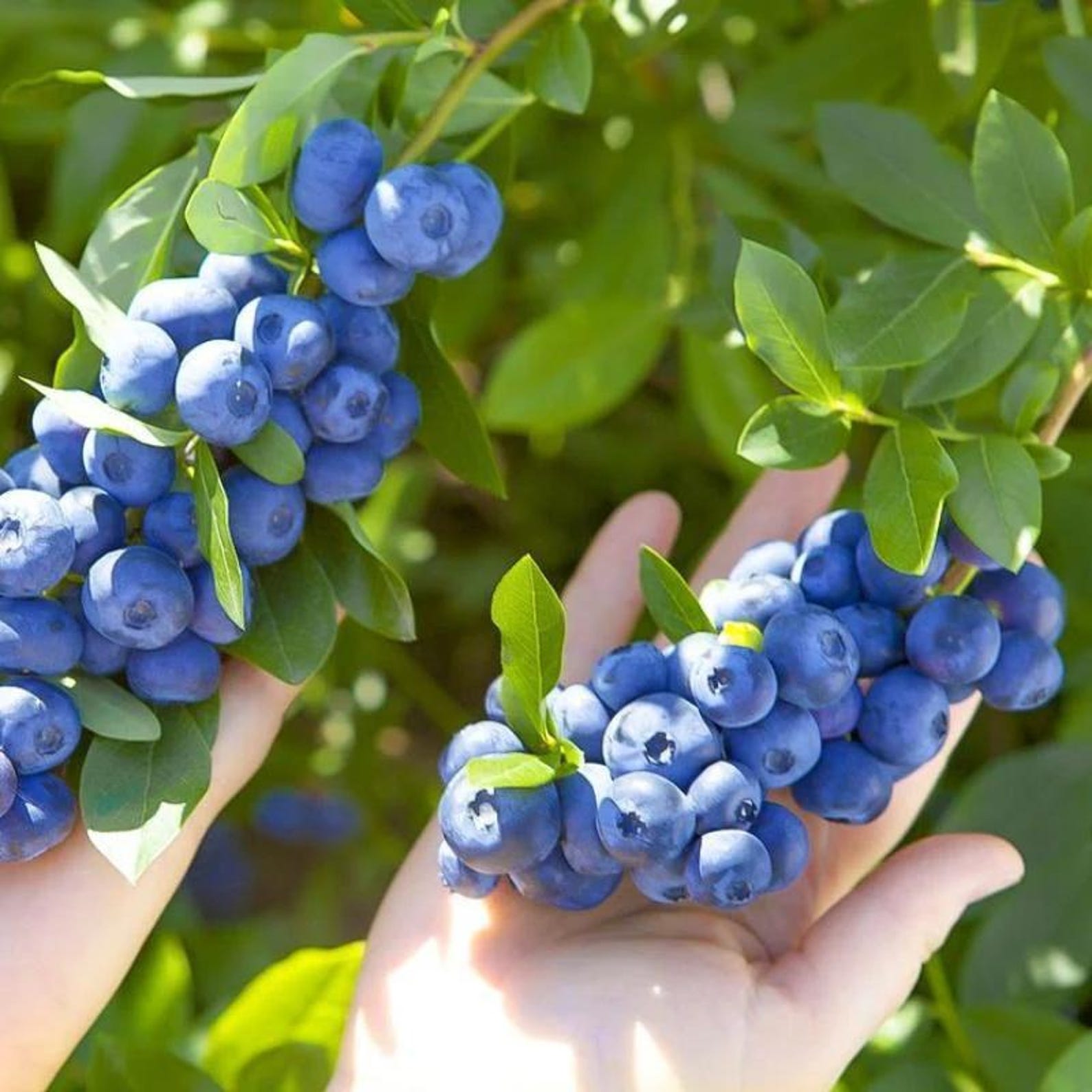 210 Pieces Rare Blueberry Seeds Fast Growing High Yield Drought Tolerant Perennial Organic Non-GMO Fruit Seeds Easy to Grow for Indoor Outdoor Home Garden