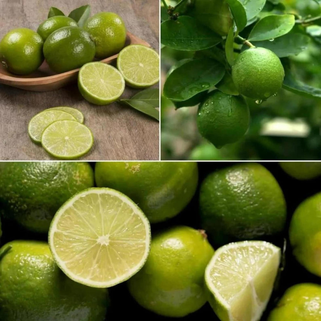 202 Pieces Rare Flower Lime Seeds Organic Non-GMO Heirloom Easy to Grow Non-GMO Fruit Seeds for Container Planting Home Garden Growing Fresh Green Limes