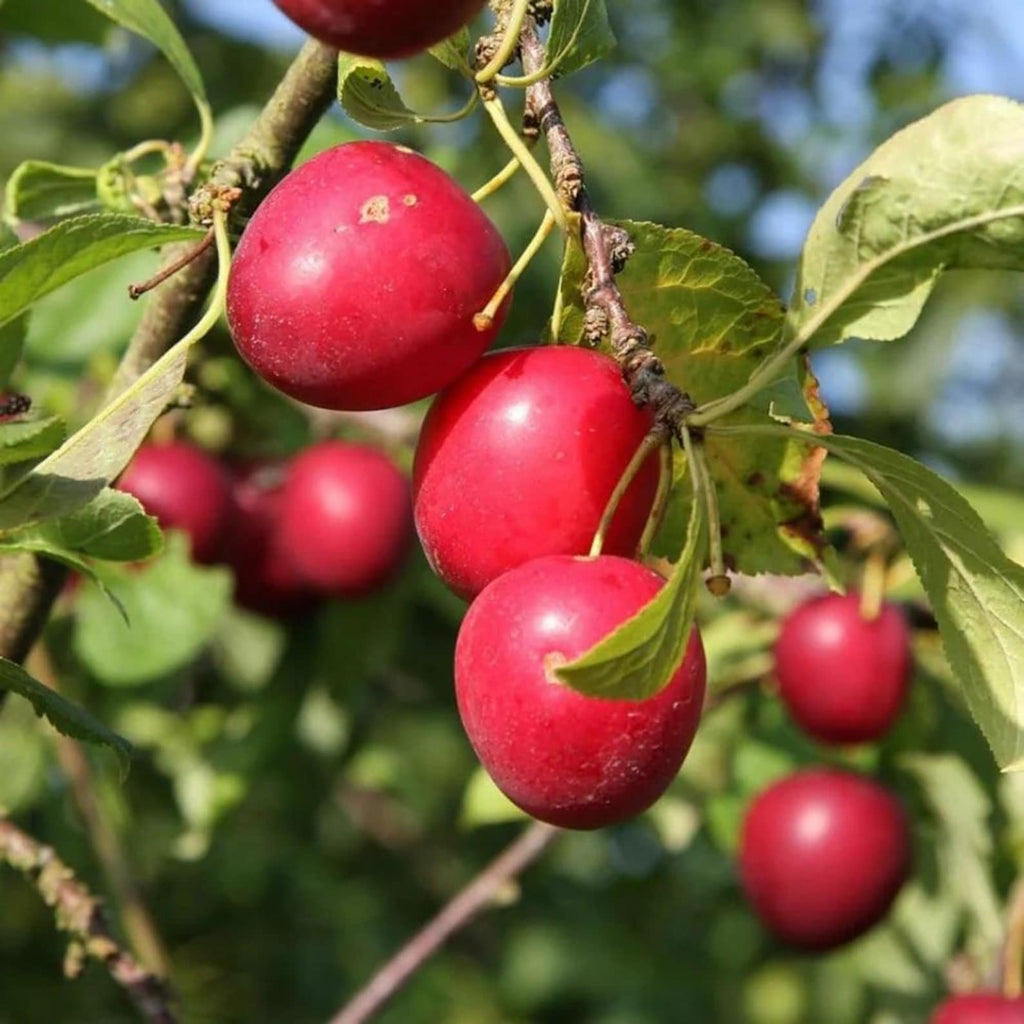 69 Pieces Premium Plum Tree Seeds Non-GMO High Yield Organic Fast Growing Rare Non-GMO Fruit Seeds for Home Garden Planting Fresh Eating