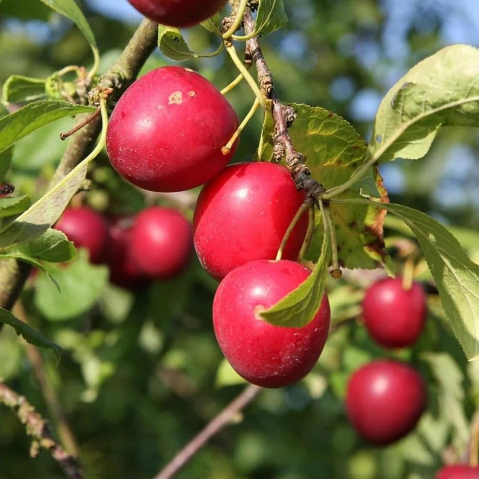 69 Pieces Premium Plum Tree Seeds Non-GMO High Yield Organic Fast Growing Rare Non-GMO Fruit Seeds for Home Garden Planting Fresh Eating