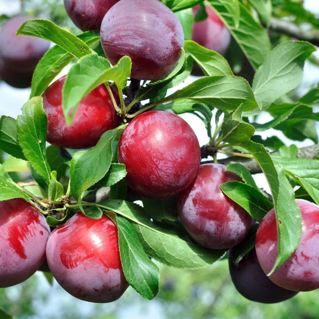 69 Pieces Premium Plum Tree Seeds Non-GMO High Yield Organic Fast Growing Rare Non-GMO Fruit Seeds for Home Garden Planting Fresh Eating