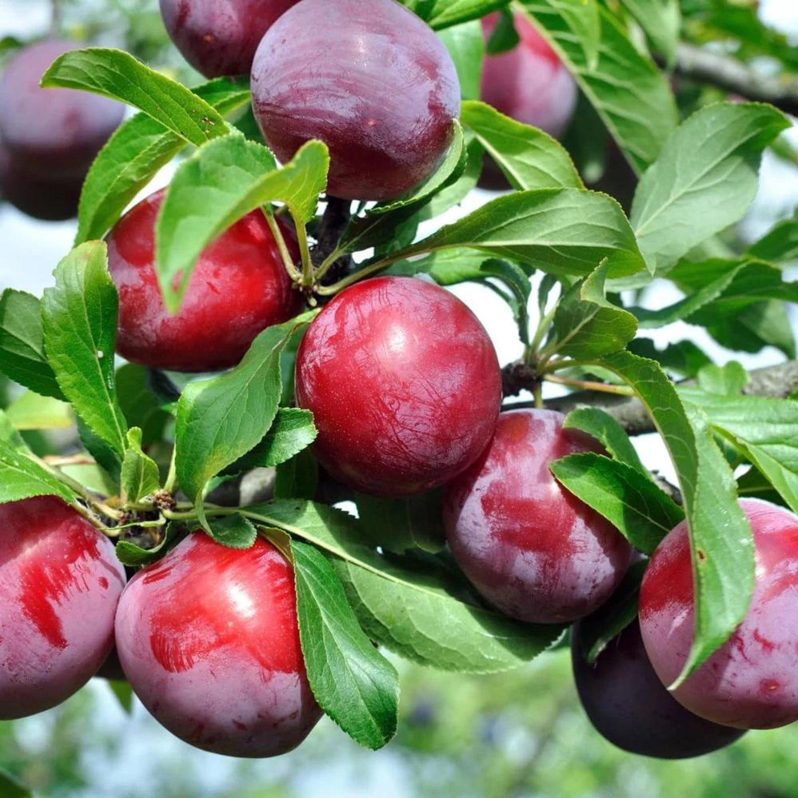69 Pieces Premium Plum Tree Seeds Non-GMO High Yield Organic Fast Growing Rare Non-GMO Fruit Seeds for Home Garden Planting Fresh Eating