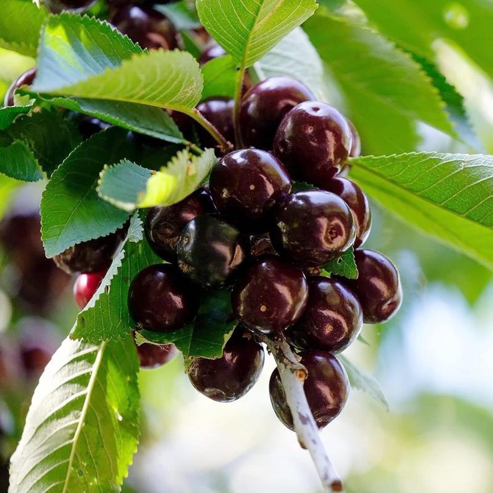 174 Pieces Non-GMO Rare Black Cherry Seeds Prunus Serotina Heirloom Premium High Yield Sweet Juicy Fruit Seeds for Home Garden Planting Cooking Jams Baking
