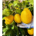 174 Pieces Rare Melon Lemon Heirloom Organic Fruit Seeds Fast Growing High Yield Open-Pollinated Non-GMO Seeds for Bonsai Container Home Garden Planting