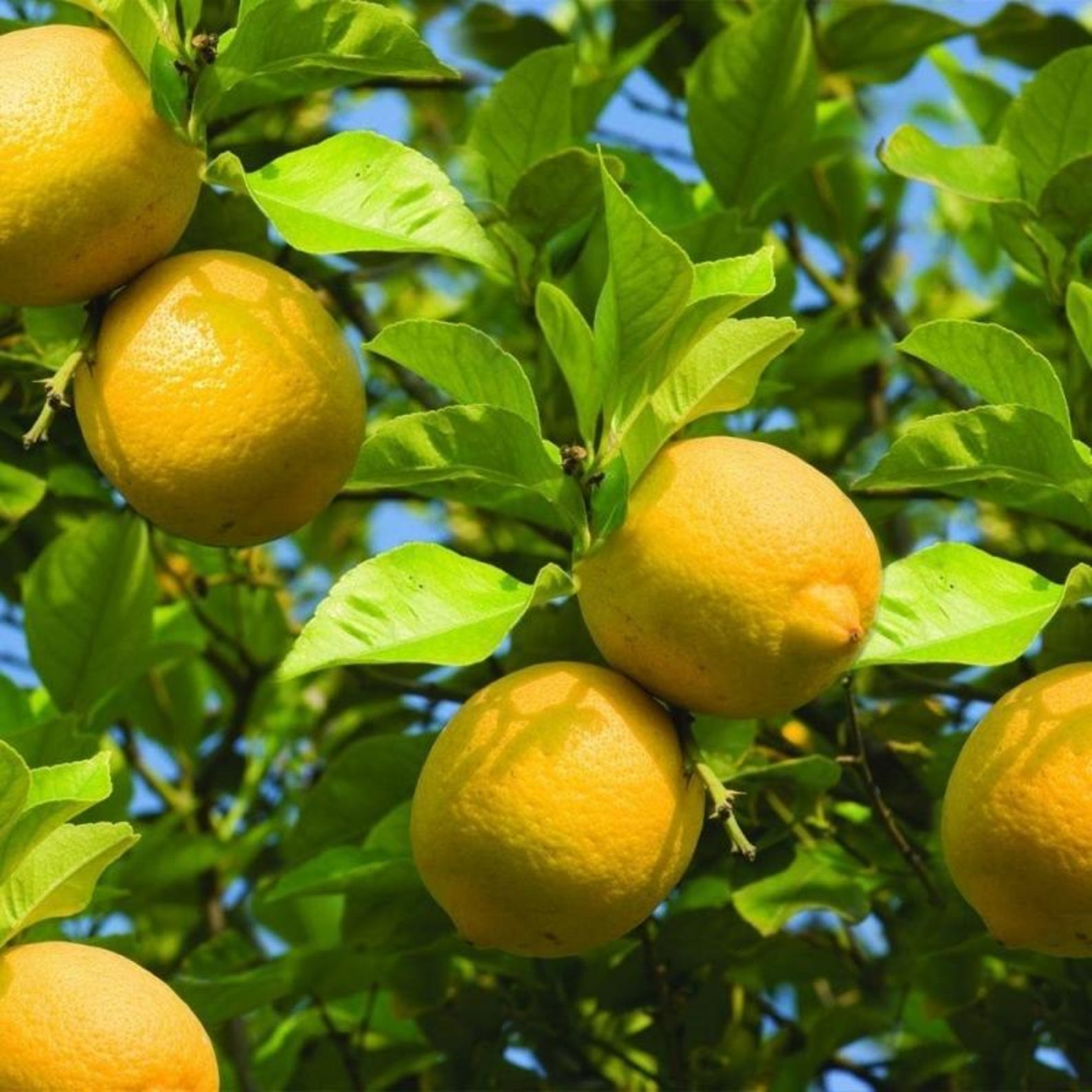 174 Pieces Rare Melon Lemon Heirloom Organic Fruit Seeds Fast Growing High Yield Open-Pollinated Non-GMO Seeds for Bonsai Container Home Garden Planting