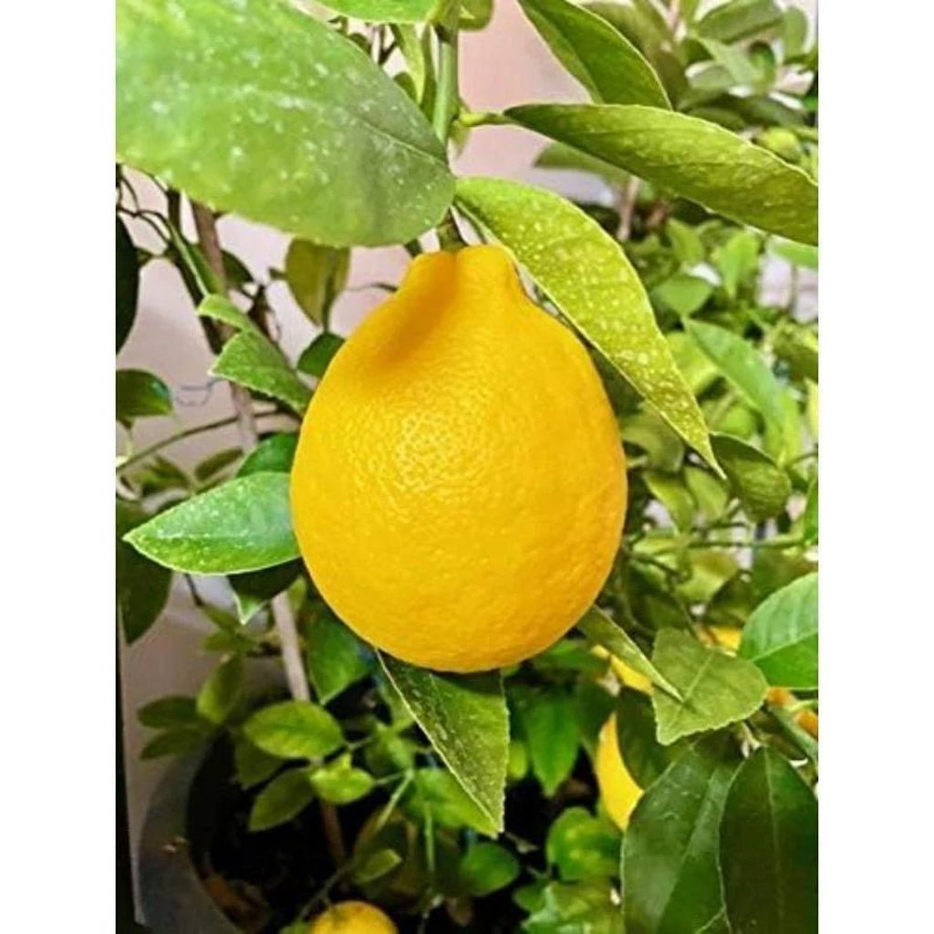 174 Pieces Rare Melon Lemon Heirloom Organic Fruit Seeds Fast Growing High Yield Open-Pollinated Non-GMO Seeds for Bonsai Container Home Garden Planting