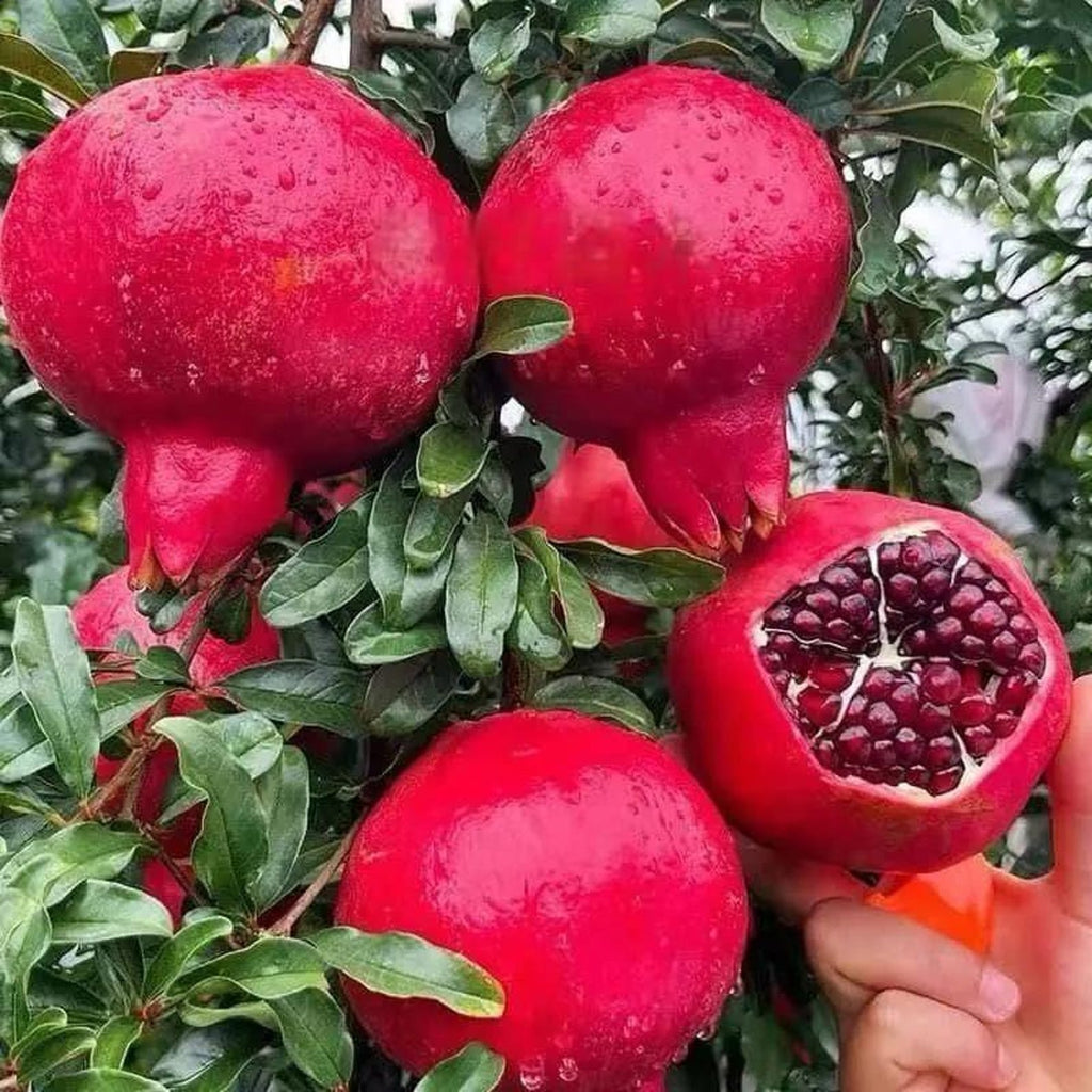 52 Pieces Heirloom Pomegranate Seeds Non-GMO Sweet Juicy Fast Growing Easy to Grow Premium Non-GMO Fruit Seeds for Indoor Outdoor Container Garden Planting Fresh Eating