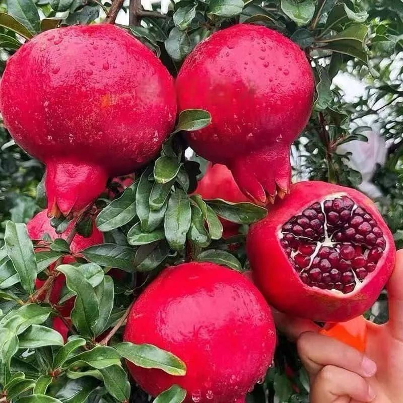 52 Pieces Heirloom Pomegranate Seeds Non-GMO Sweet Juicy Fast Growing Easy to Grow Premium Non-GMO Fruit Seeds for Indoor Outdoor Container Garden Planting Fresh Eating