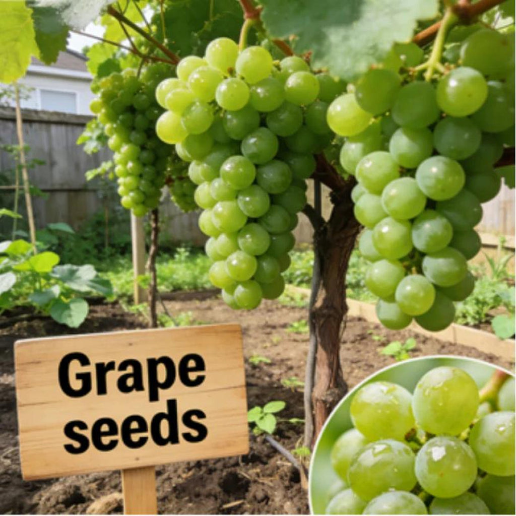 35 Pieces Shine Muscat Grape Seeds Non-GMO Heirloom High Yield Sweet Seedless Aromatic Rose Scent Fruit Seeds for Home Garden Container Planting Fresh Eating
