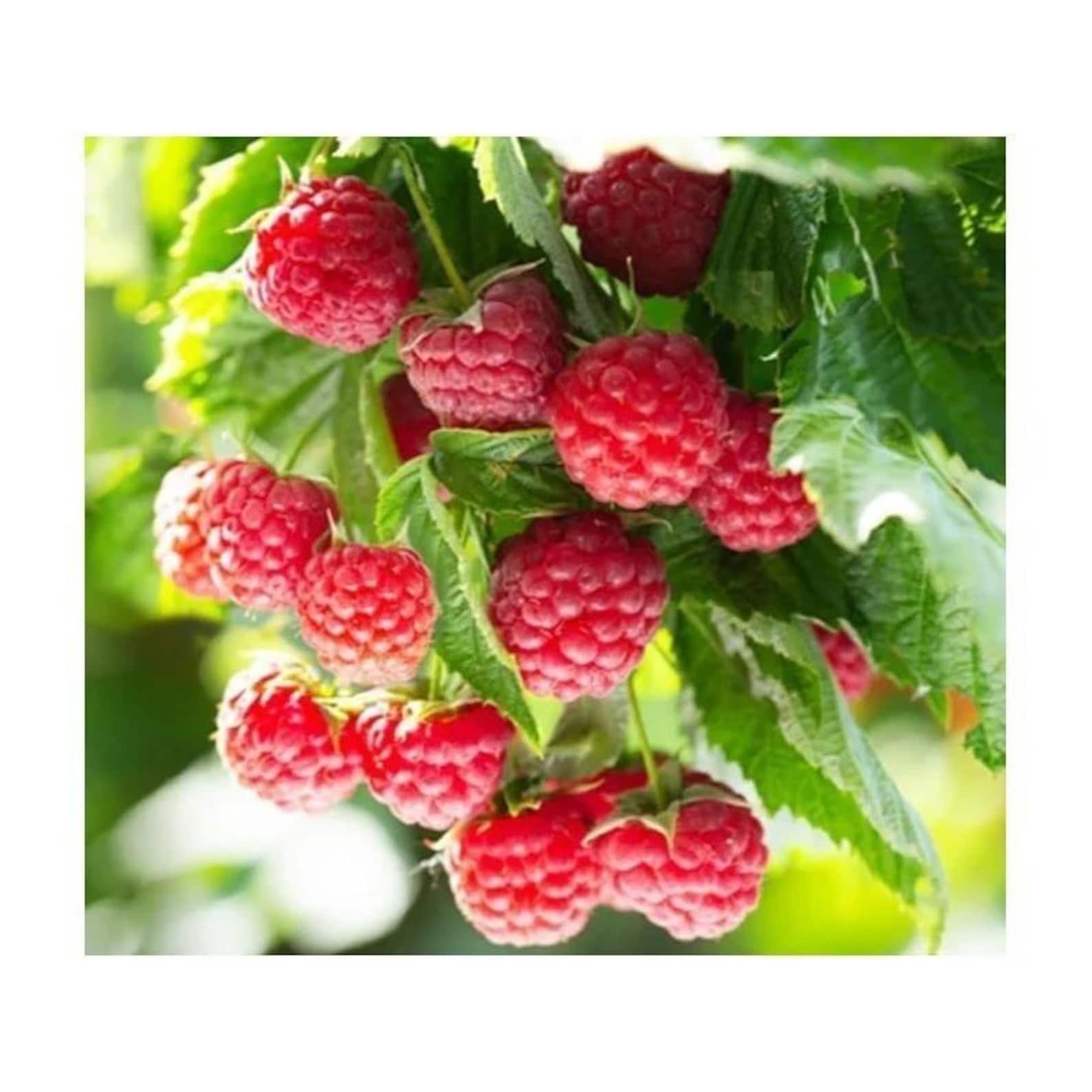 911 Pieces Premium Organic Non-GMO Latham Raspberry Seeds Fast Growing Easy to Grow Sweet Fruit Seeds for Home Garden Container Outdoor Planting Fresh Eating
