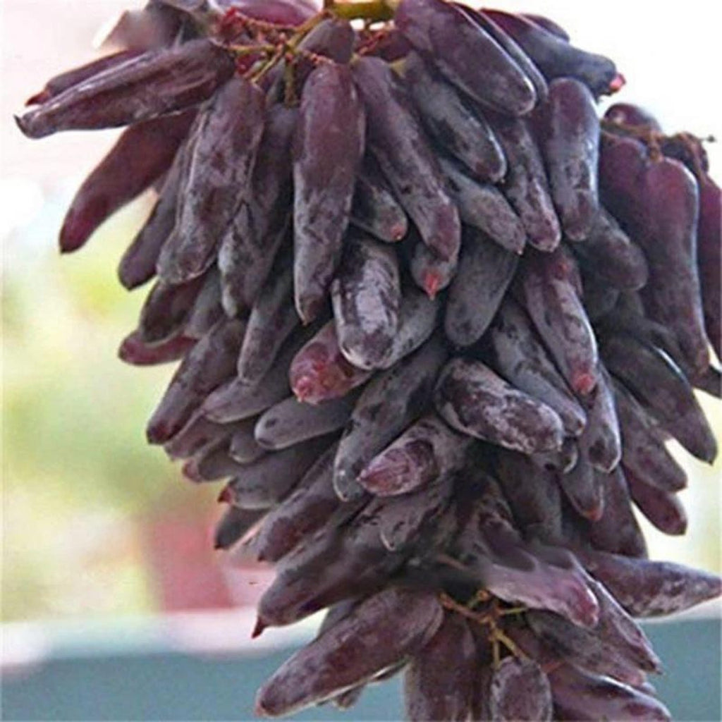 600 Pieces Heirloom Finger Grape Seeds Rare Fast Growing High Yield Open Pollinated Non-GMO Fruit Seeds for Home Garden Container Planting Fresh Eating