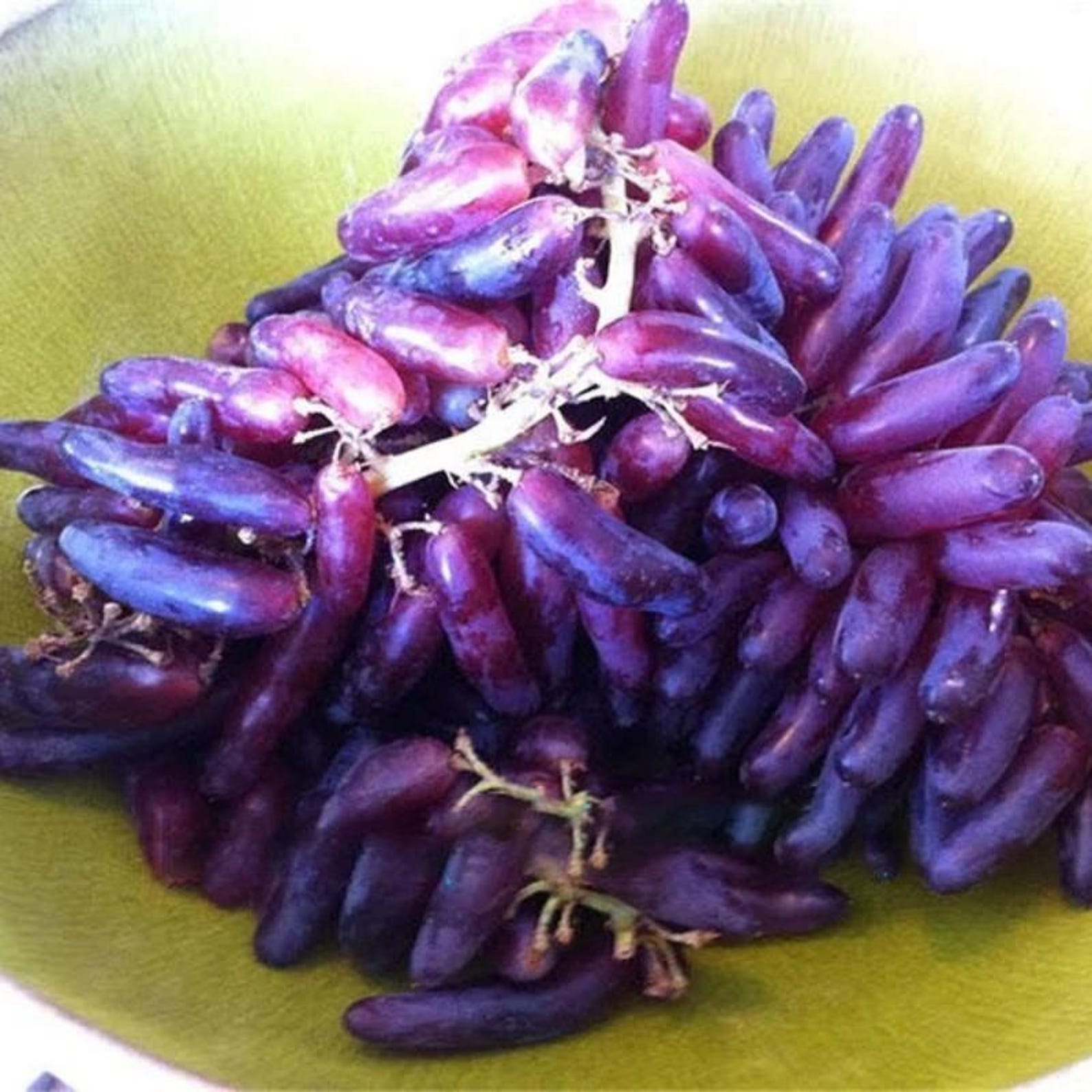 600 Pieces Heirloom Finger Grape Seeds Rare Fast Growing High Yield Open Pollinated Non-GMO Fruit Seeds for Home Garden Container Planting Fresh Eating