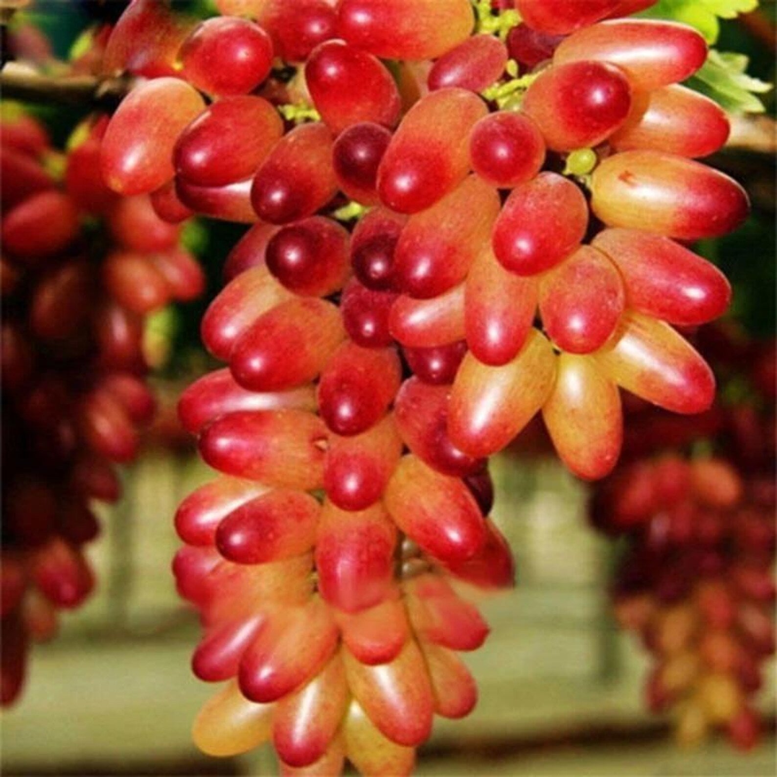 600 Pieces Heirloom Finger Grape Seeds Rare Fast Growing High Yield Open Pollinated Non-GMO Fruit Seeds for Home Garden Container Planting Fresh Eating