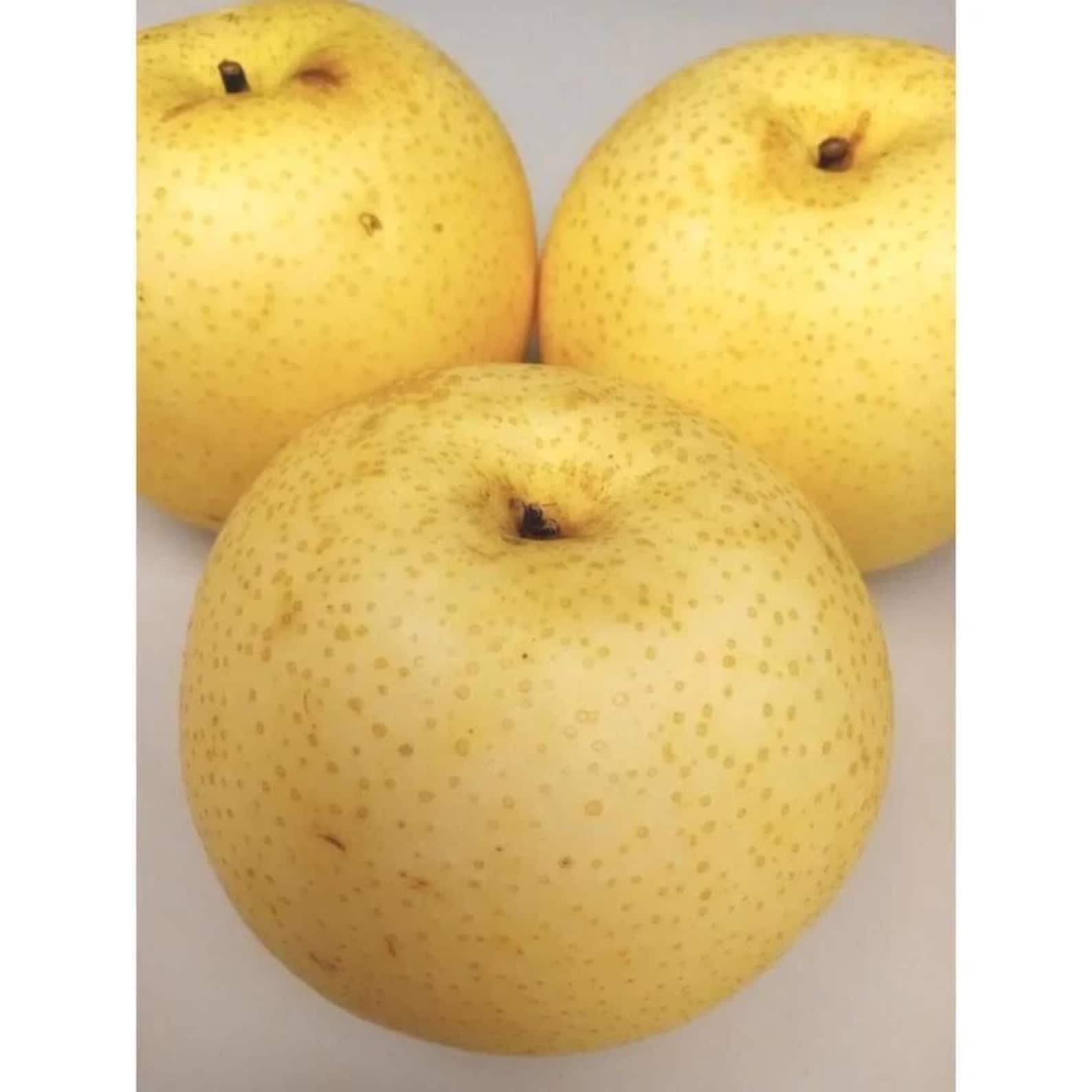 600 Pieces Premium Sand Pear Seeds Fast Growing Easy to Grow Open-Pollinated Non-GMO Fruit Seeds with Product Label for Home Garden Planting Fresh Eating