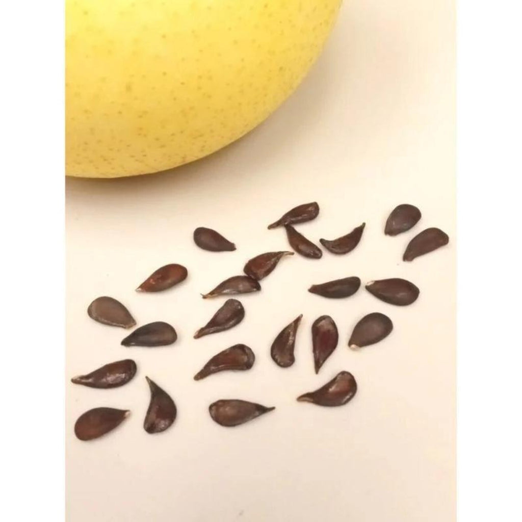 600 Pieces Premium Sand Pear Seeds Fast Growing Easy to Grow Open-Pollinated Non-GMO Fruit Seeds with Product Label for Home Garden Planting Fresh Eating