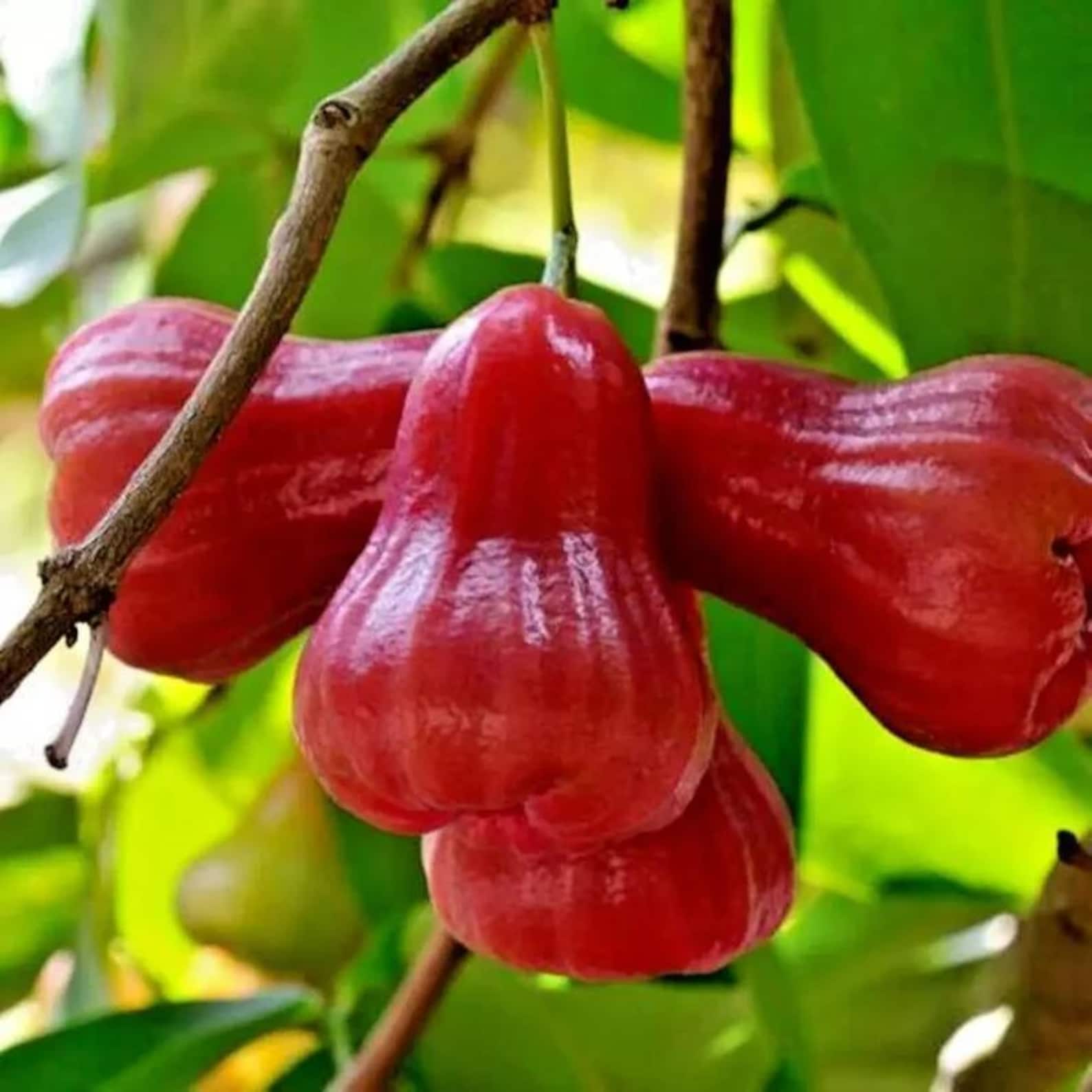 999 Pieces High Yield Open Pollinated Red Rose Apple Seeds Ficus carica Red Pomarrosa Syzygium Jambos Non-GMO Fruit Seeds for Home Garden Container Planting Fresh Eating