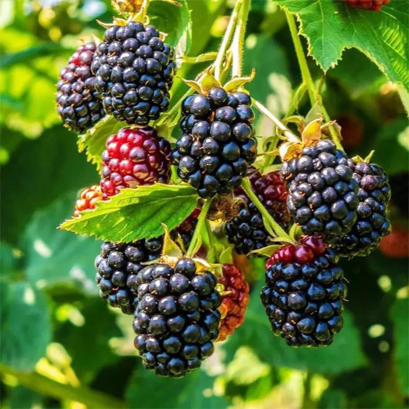 110 Count Organic Non-GMO Heirloom Thornless BlackBerry Seeds Open-Pollinated High Yield Juicy Sweet Perennial for Home Garden Fresh Eating