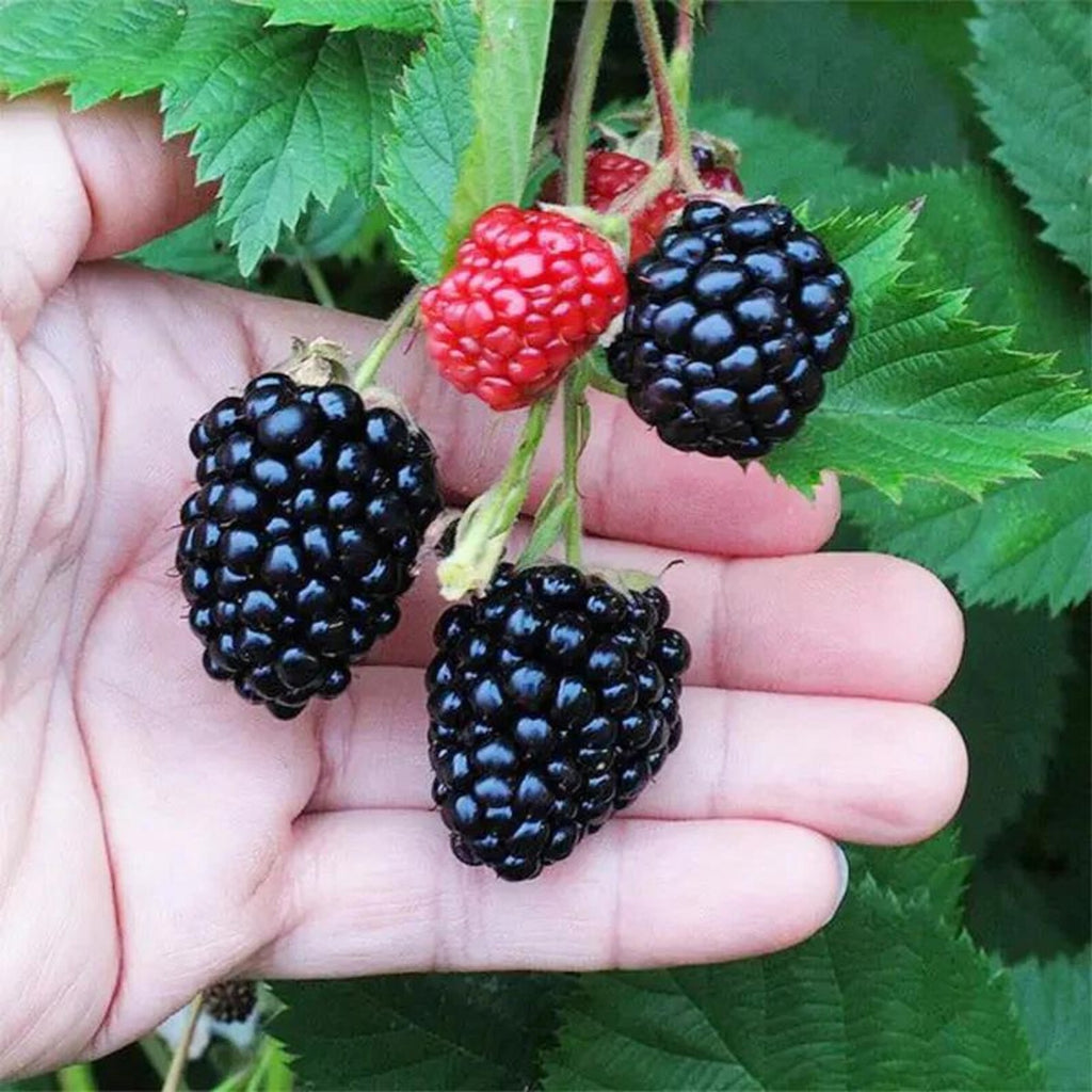 110 Count Organic Non-GMO Heirloom Thornless BlackBerry Seeds Open-Pollinated High Yield Juicy Sweet Perennial for Home Garden Fresh Eating
