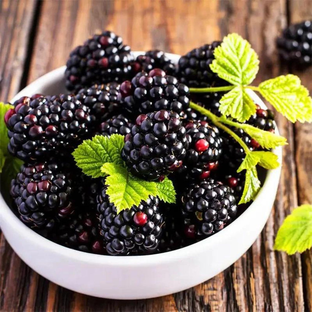 110 Count Organic Non-GMO Heirloom Thornless BlackBerry Seeds Open-Pollinated High Yield Juicy Sweet Perennial for Home Garden Fresh Eating