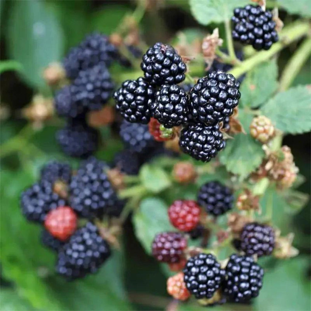 110 Count Organic Non-GMO Heirloom Thornless BlackBerry Seeds Open-Pollinated High Yield Juicy Sweet Perennial for Home Garden Fresh Eating
