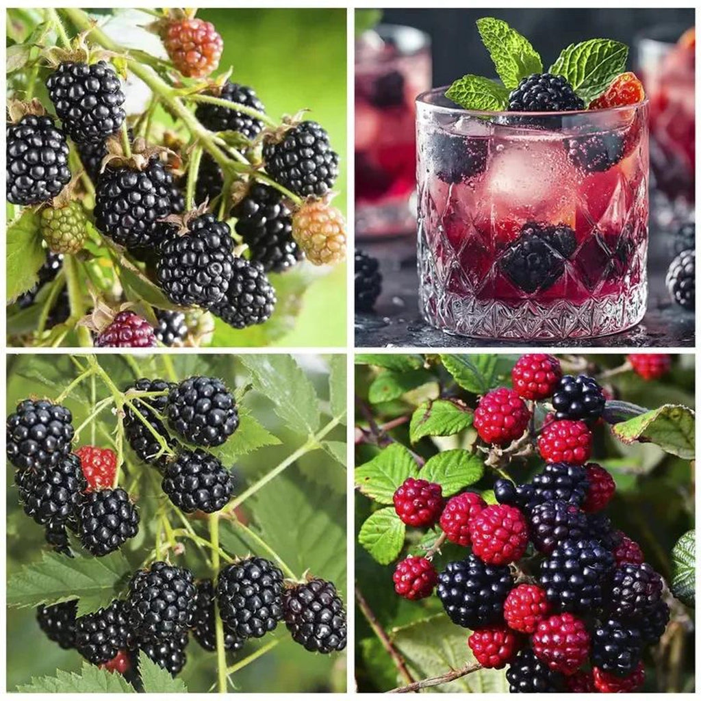 110 Count Organic Non-GMO Heirloom Thornless BlackBerry Seeds Open-Pollinated High Yield Juicy Sweet Perennial for Home Garden Fresh Eating