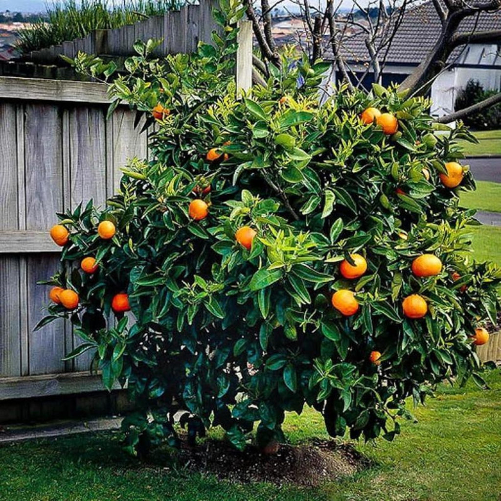 132 PCS Organic Non-GMO Heirloom Sweet Orange Fruit Tree Seeds High Yield Easy to Grow Suitable for Outdoor Garden and Indoor Pot Planting Home Garden