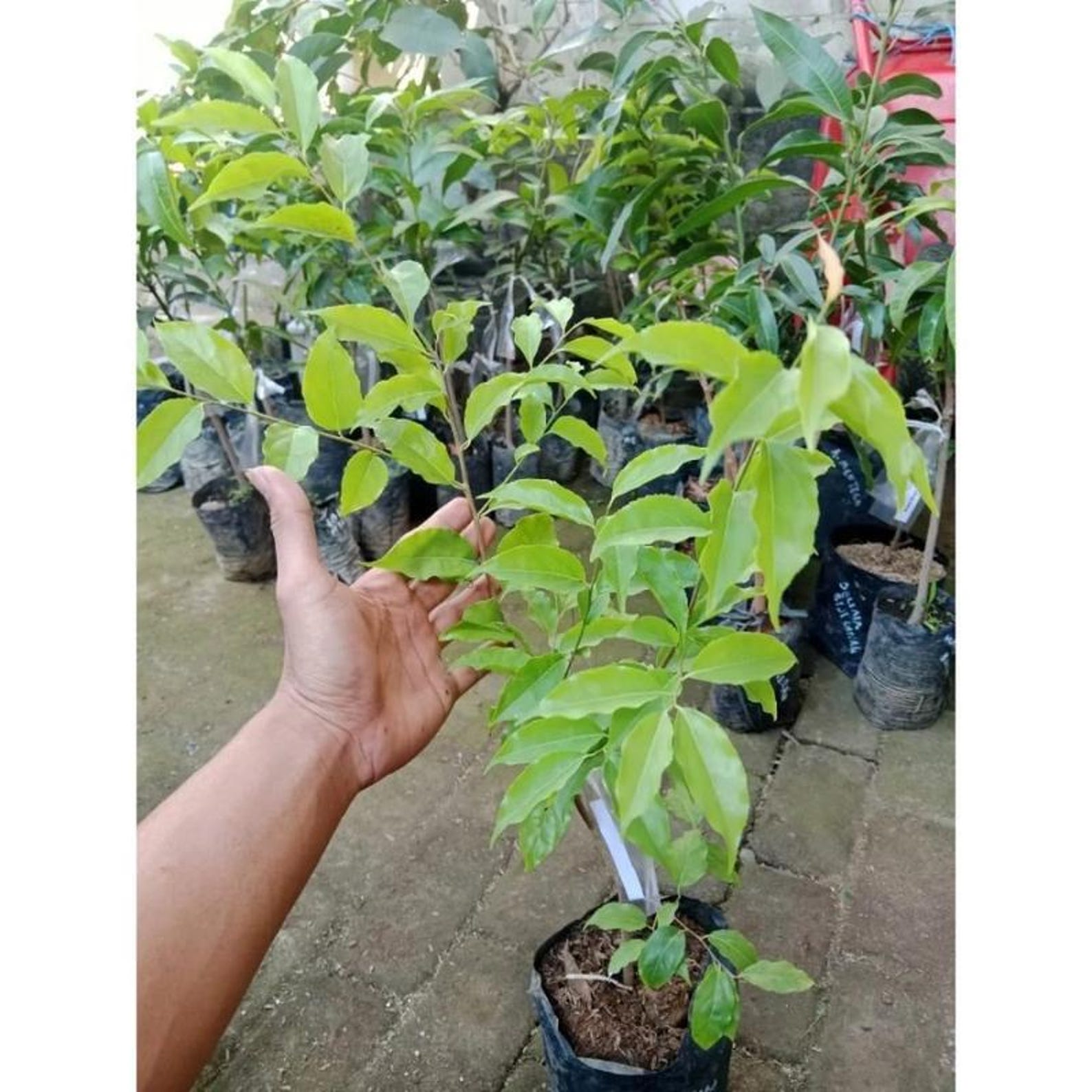 20 Count Premium Organic Heirloom Dwarf Australian Plum Fruit Tree Seeds Open-Pollinated Fast Growing Vegetable Seeds for Home Garden