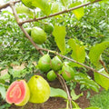100 Count Rare Fast Growing Guava Fruit Tree Seeds Non-GMO Vegetable Seeds for Container Planting Home Garden Fresh Eating