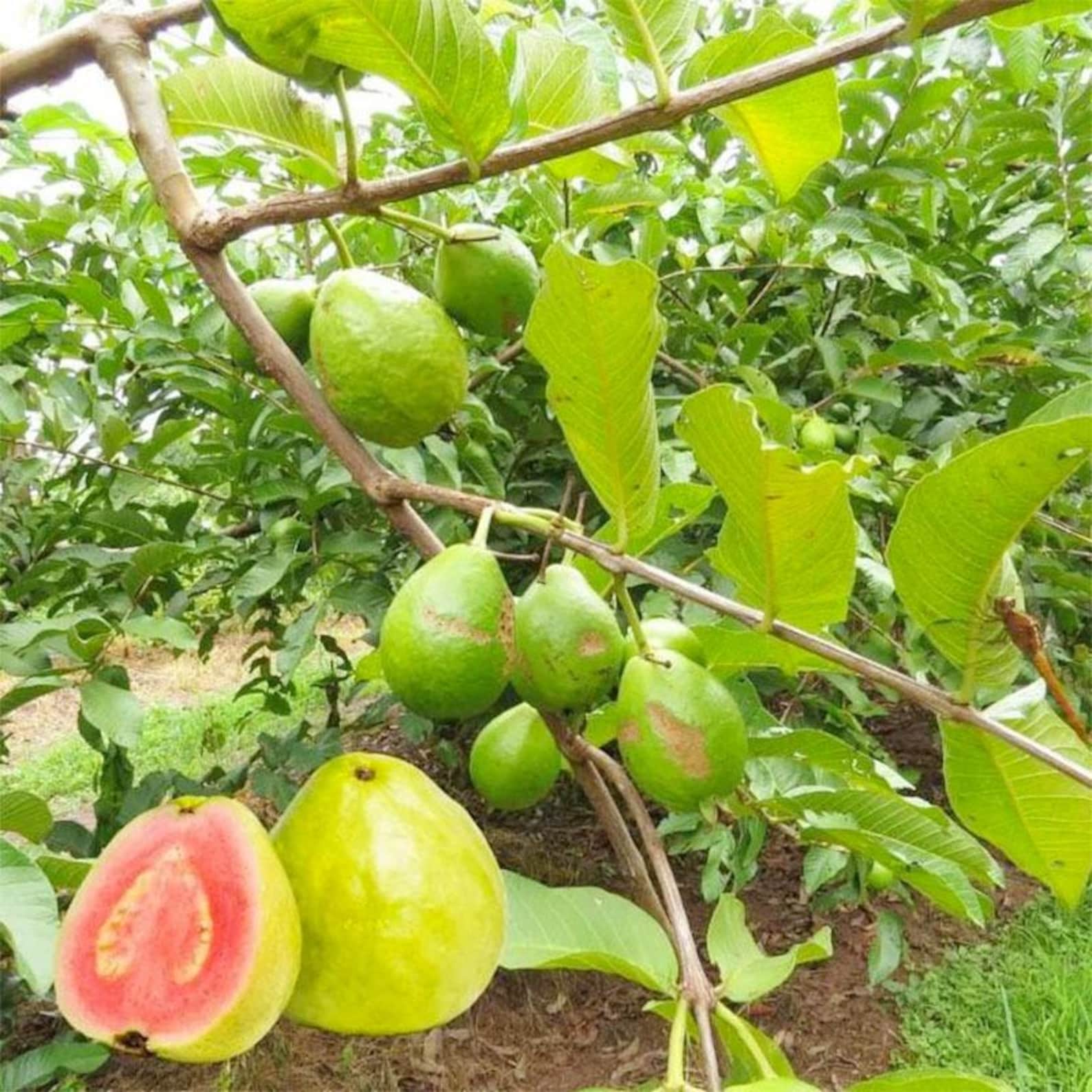 100 Count Rare Fast Growing Guava Fruit Tree Seeds Non-GMO Vegetable Seeds for Container Planting Home Garden Fresh Eating