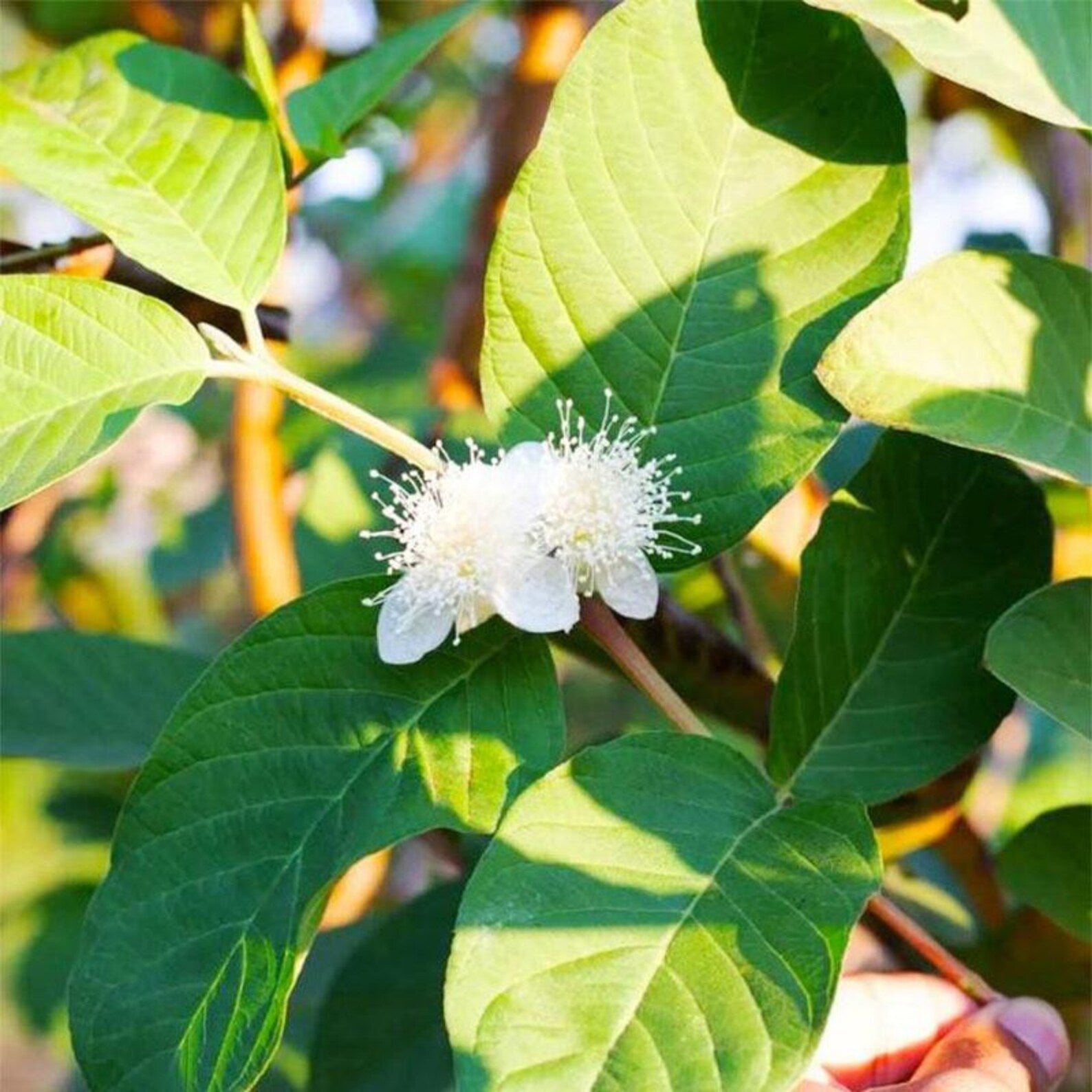 100 Count Rare Fast Growing Guava Fruit Tree Seeds Non-GMO Vegetable Seeds for Container Planting Home Garden Fresh Eating