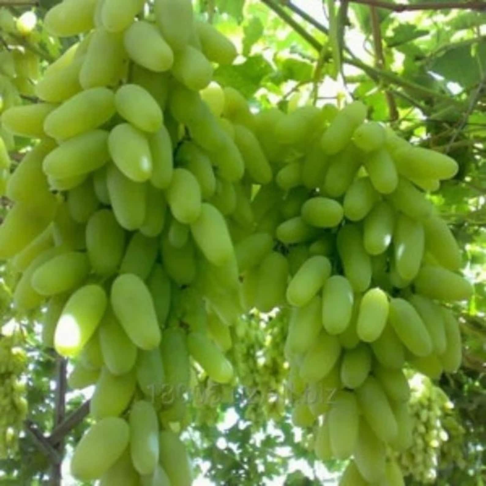 155 PCS Non-GMO Open-Pollinated Heirloom Assorted Sweet Fruit Vegetable Seeds for Home Garden Container Planting Fresh Eating