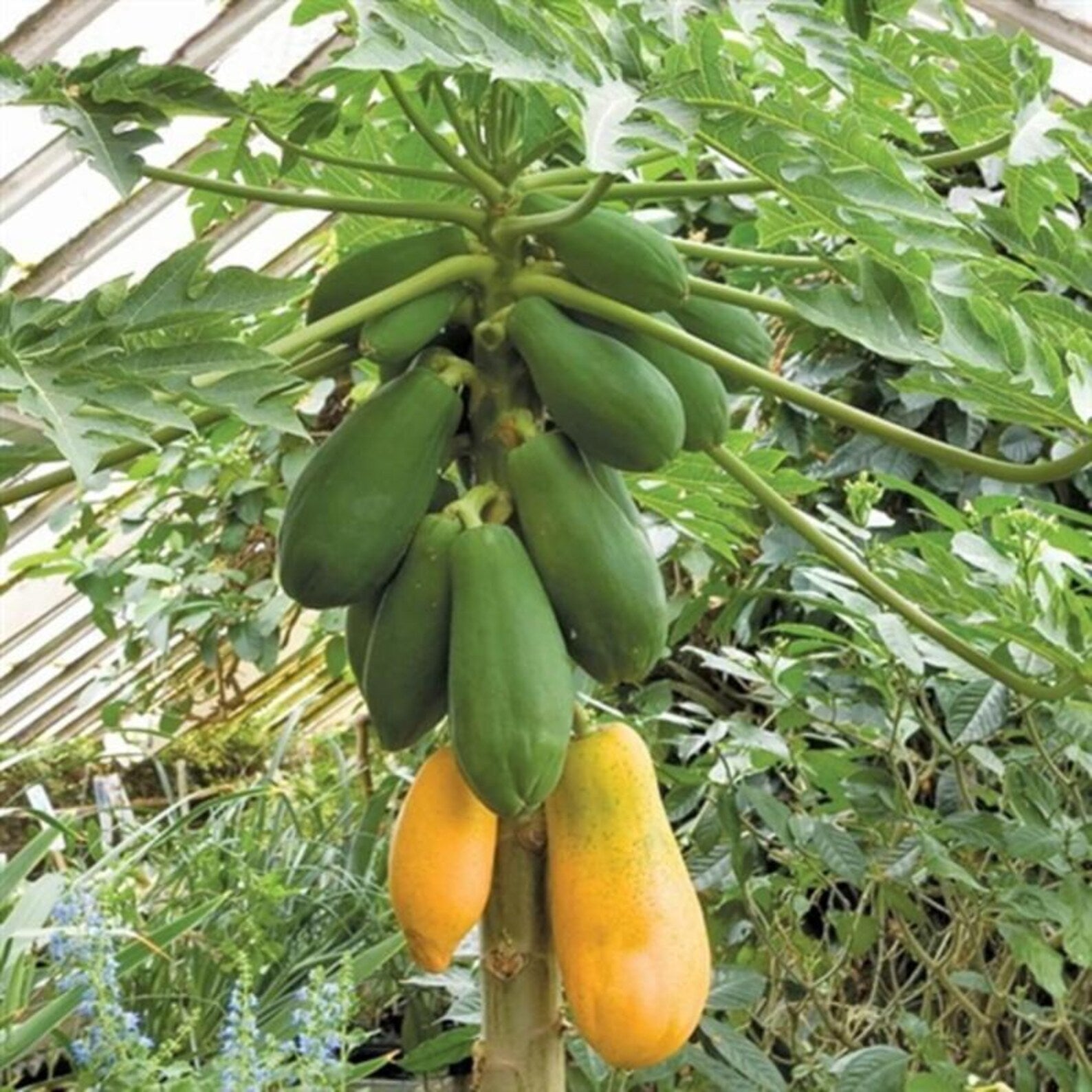 356 Count Non-GMO Organic Dwarf Papaya Seeds Sweet High Yield Open-Pollinated Fruit Tree Seeds for Container Planting Home Garden