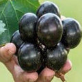Premium Organic Heirloom Giant Muscadine Grape Seeds Open-Pollinated High Yield Sweet Delicious Fresh Harvested Vegetable Seeds for Home Garden Planting