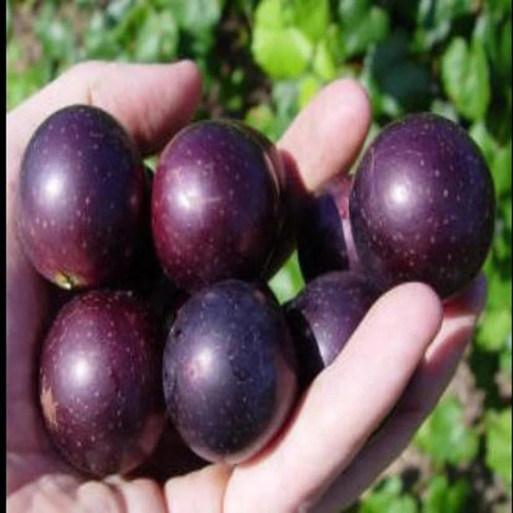 Premium Organic Heirloom Giant Muscadine Grape Seeds Open-Pollinated High Yield Sweet Delicious Fresh Harvested Vegetable Seeds for Home Garden Planting