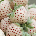 200 Count Non-GMO Organic Milk Strawberry Seeds Rare Fast Growing Easy to Grow Vegetable Seeds for Home Garden Containers Seasonal Planting