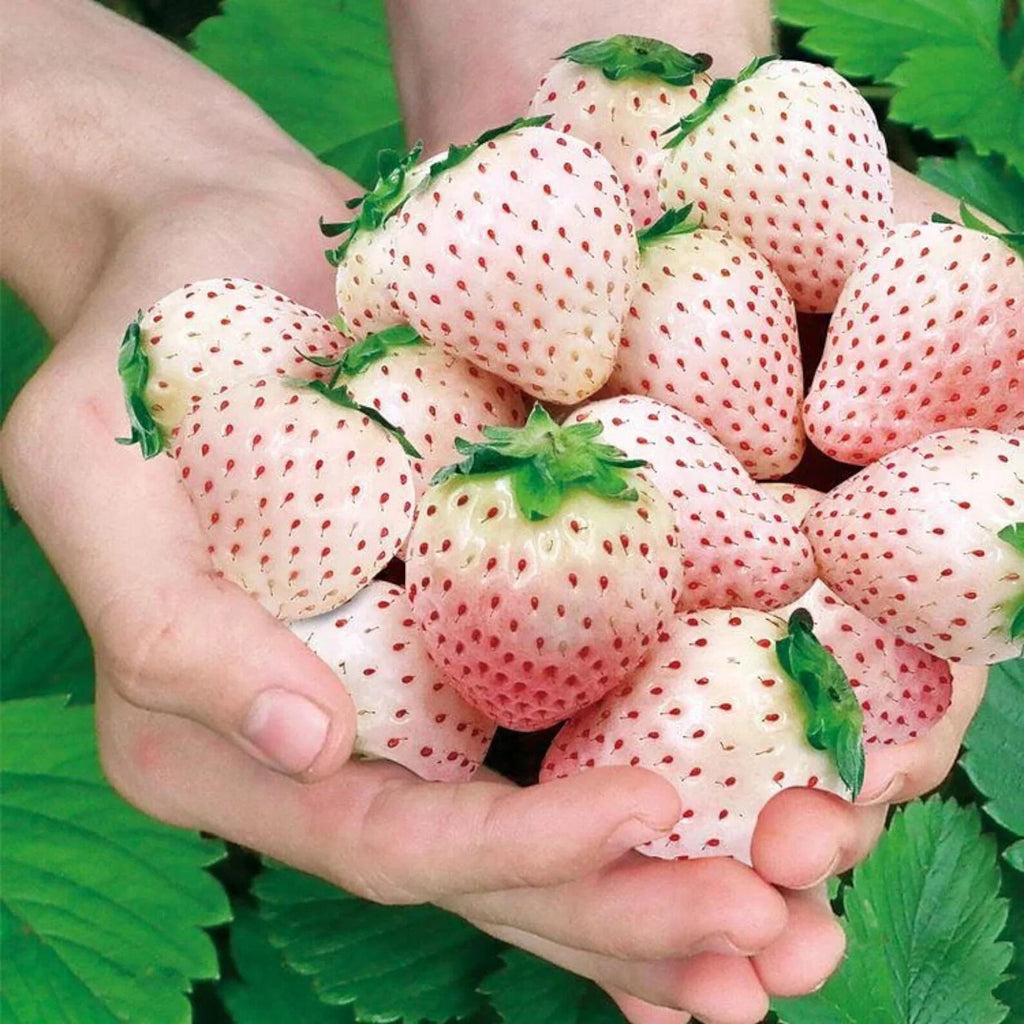 200 Count Non-GMO Organic Milk Strawberry Seeds Rare Fast Growing Easy to Grow Vegetable Seeds for Home Garden Containers Seasonal Planting