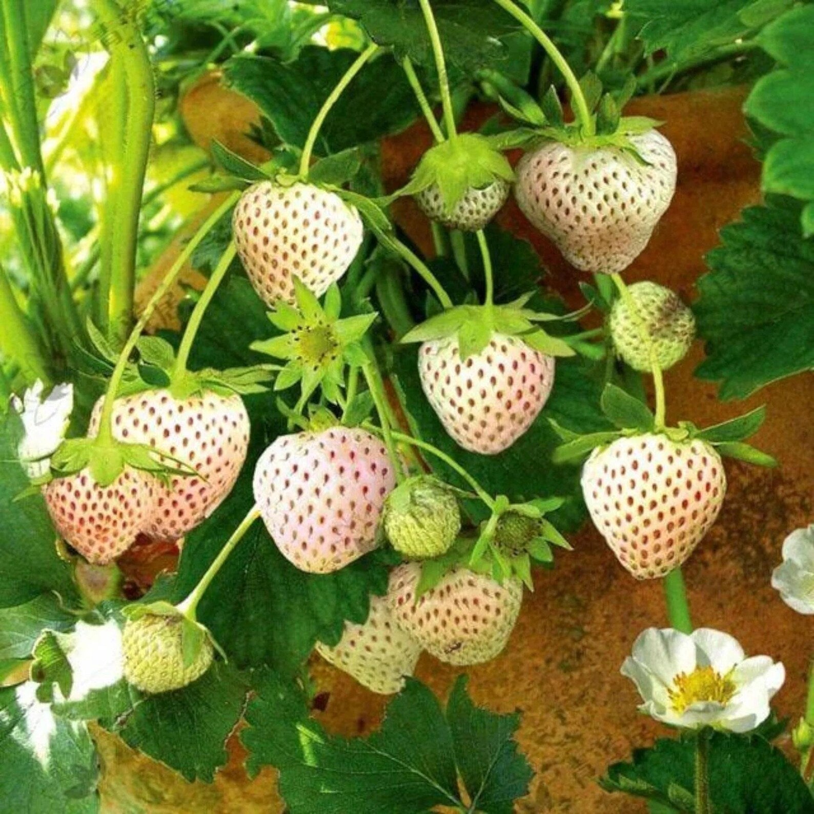 200 Count Non-GMO Organic Milk Strawberry Seeds Rare Fast Growing Easy to Grow Vegetable Seeds for Home Garden Containers Seasonal Planting