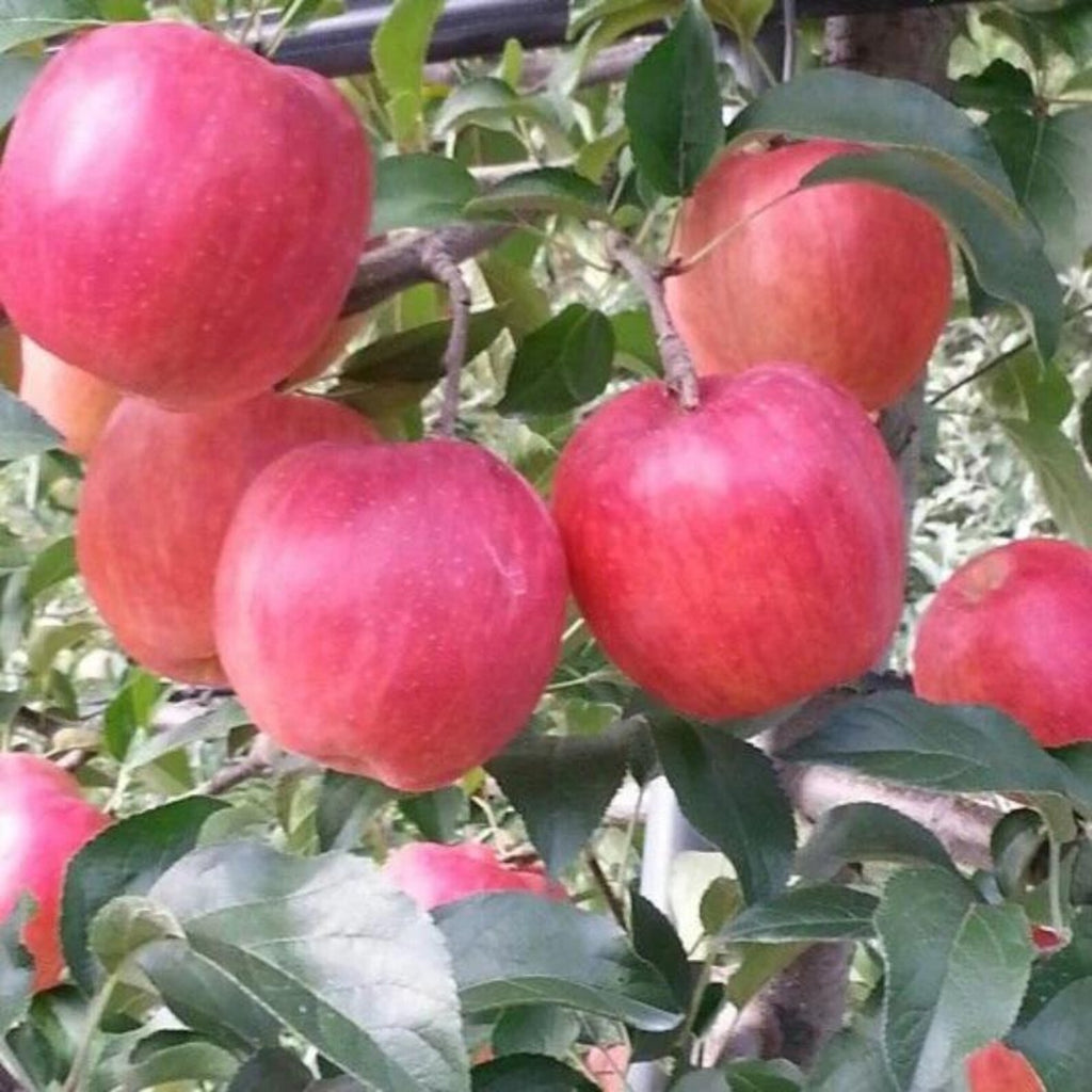 52 Pieces Dwarf Fuji Honeycrisp Apple Tree Seeds Rare Organic Heirloom Fast Growing High Yield Pollinator Attractor for Home Garden Indoor Outdoor Planting