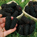 175 Pieces Heirloom Thornless Blackberry Seeds Non-GMO Organic High Germination Rate Fast Growing Sweet Fruit Easy to Grow for Home Garden Outdoor Planting