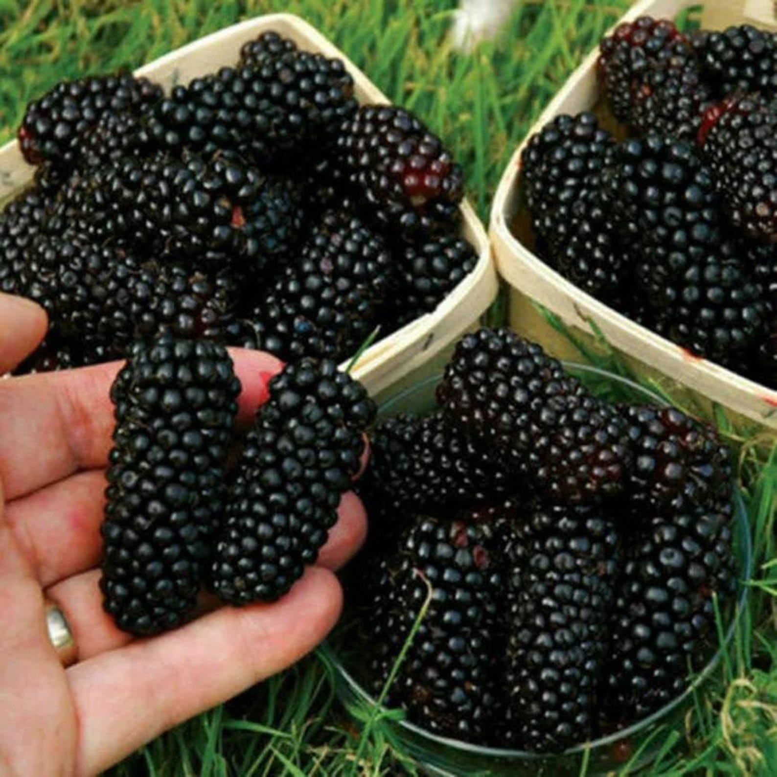 175 Pieces Heirloom Thornless Blackberry Seeds Non-GMO Organic High Germination Rate Fast Growing Sweet Fruit Easy to Grow for Home Garden Outdoor Planting