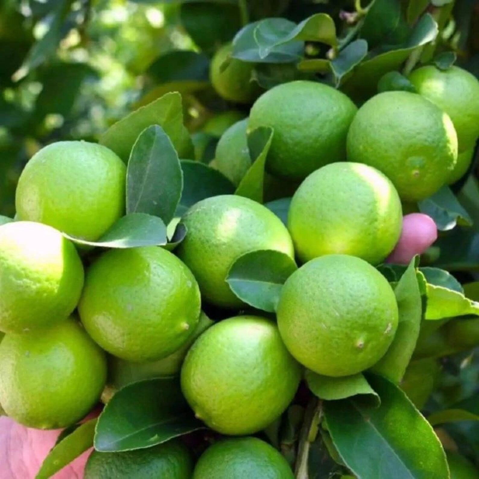 Heirloom Organic High Yield Lemon Tree Seeds Easy Sowing Easy Growing Rare for Container Planting Home Garden Fresh Eating