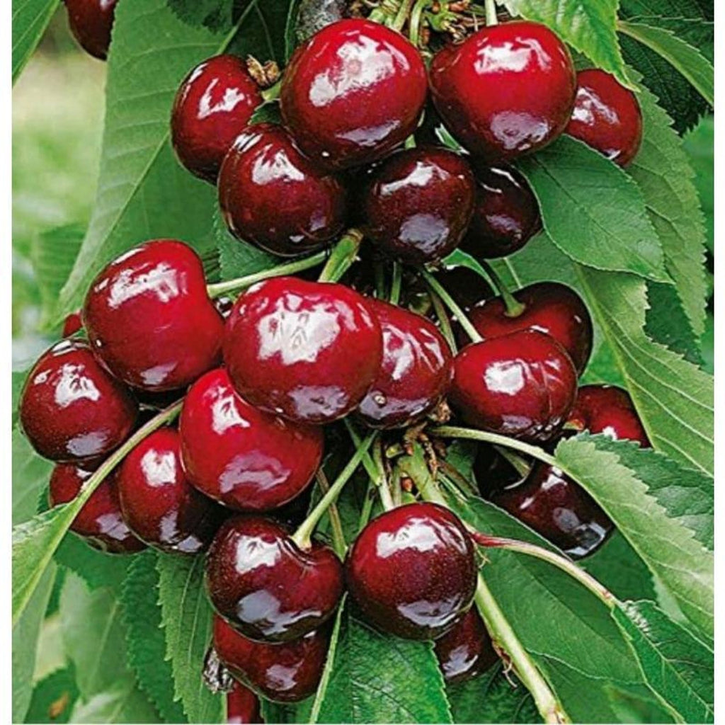 130 Pieces Extra Premium Heirloom Fast Growing Black Cherry Tree Seeds Open-Pollinated Easy to Grow for Home Garden Outdoor Planting Fresh Eating