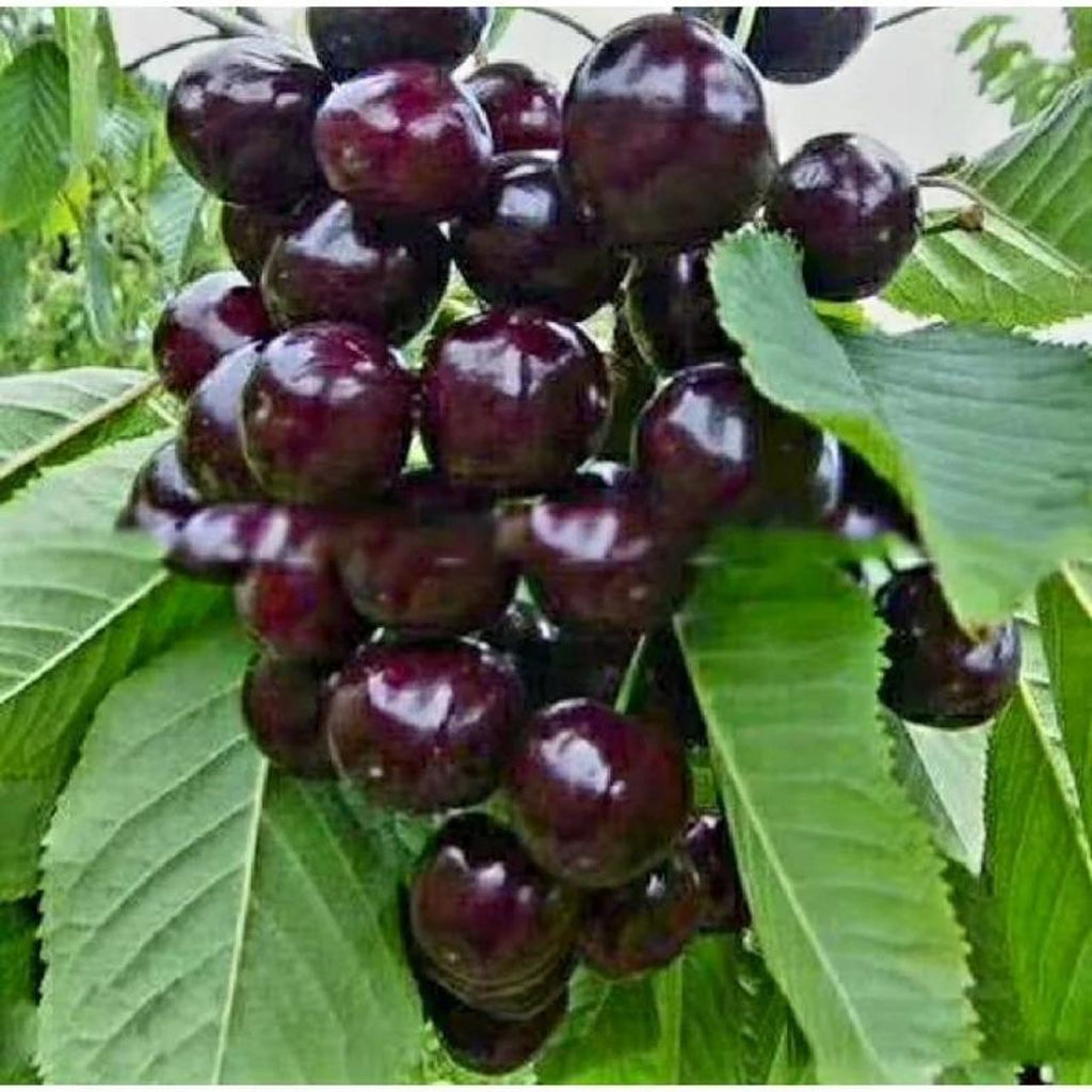 130 Pieces Extra Premium Heirloom Fast Growing Black Cherry Tree Seeds Open-Pollinated Easy to Grow for Home Garden Outdoor Planting Fresh Eating