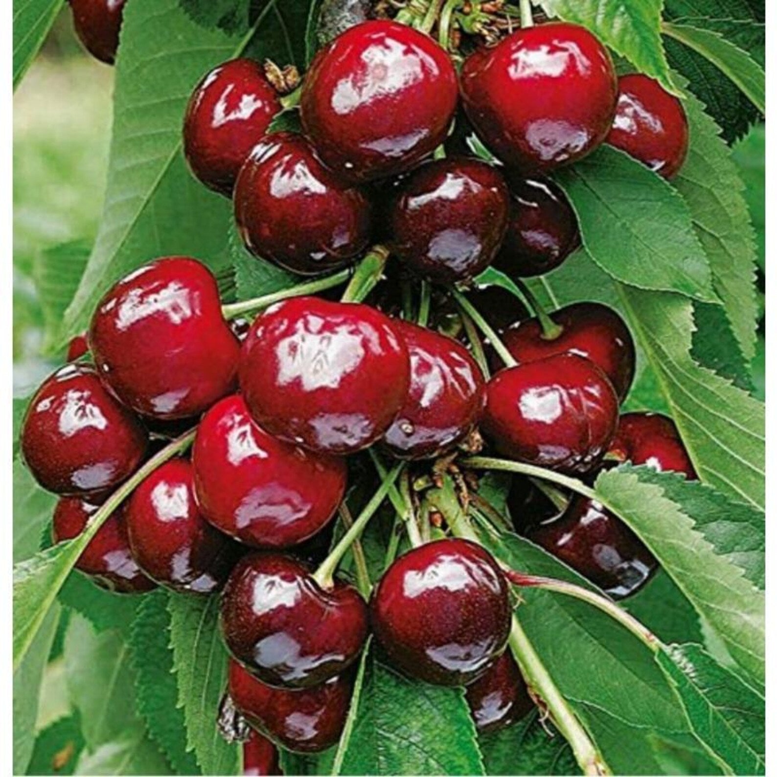 130 Pieces Extra Premium Heirloom Fast Growing Black Cherry Tree Seeds Open-Pollinated Easy to Grow for Home Garden Outdoor Planting Fresh Eating