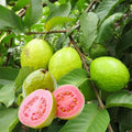 165 Pieces Heirloom Rare Guava Tree Seeds Non-GMO Open-Pollinated Fast Growing Tropical Fruit Seeds for Indoor Bonsai Outdoor Garden Planting