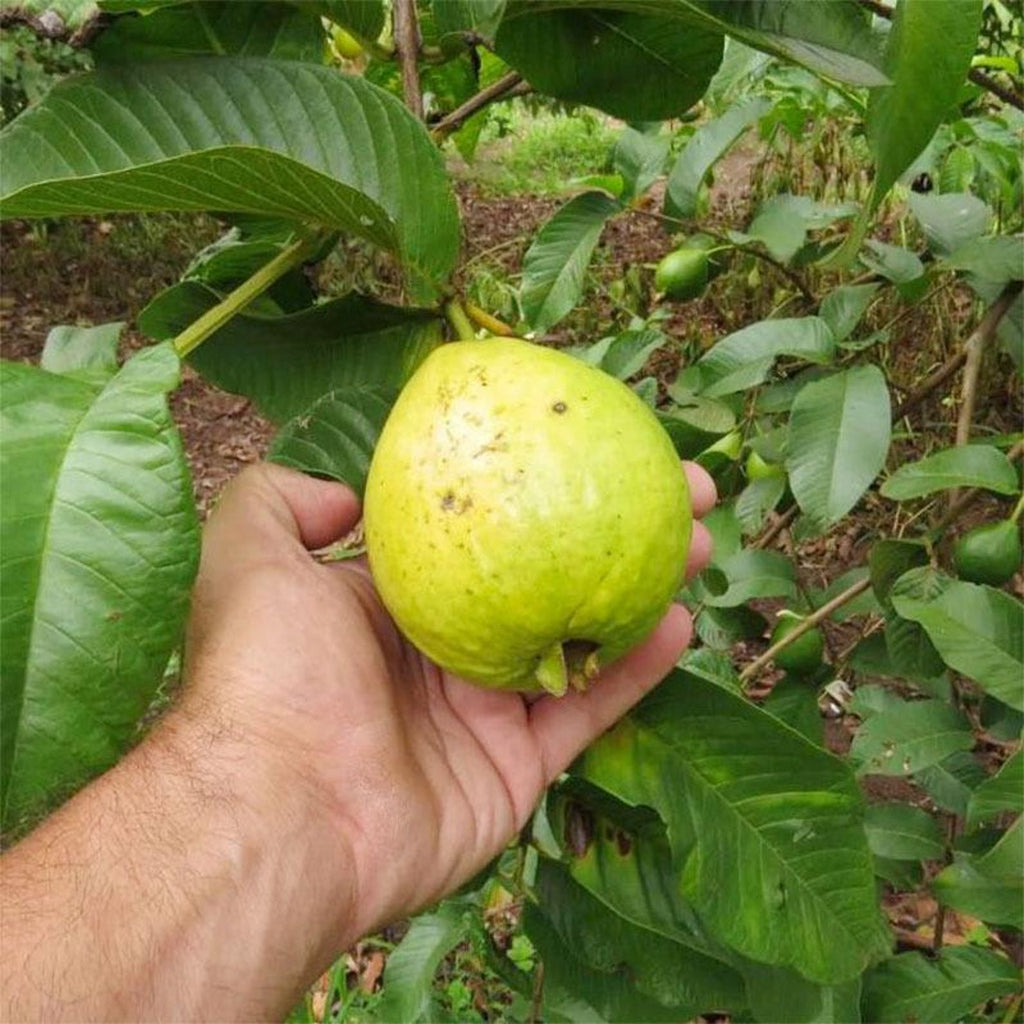 165 Pieces Heirloom Rare Guava Tree Seeds Non-GMO Open-Pollinated Fast Growing Tropical Fruit Seeds for Indoor Bonsai Outdoor Garden Planting